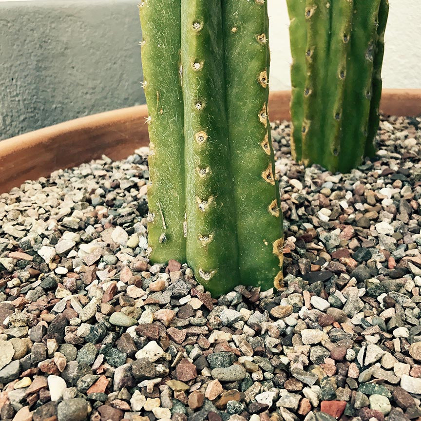 myrtillocactus geometrizans and terracotta