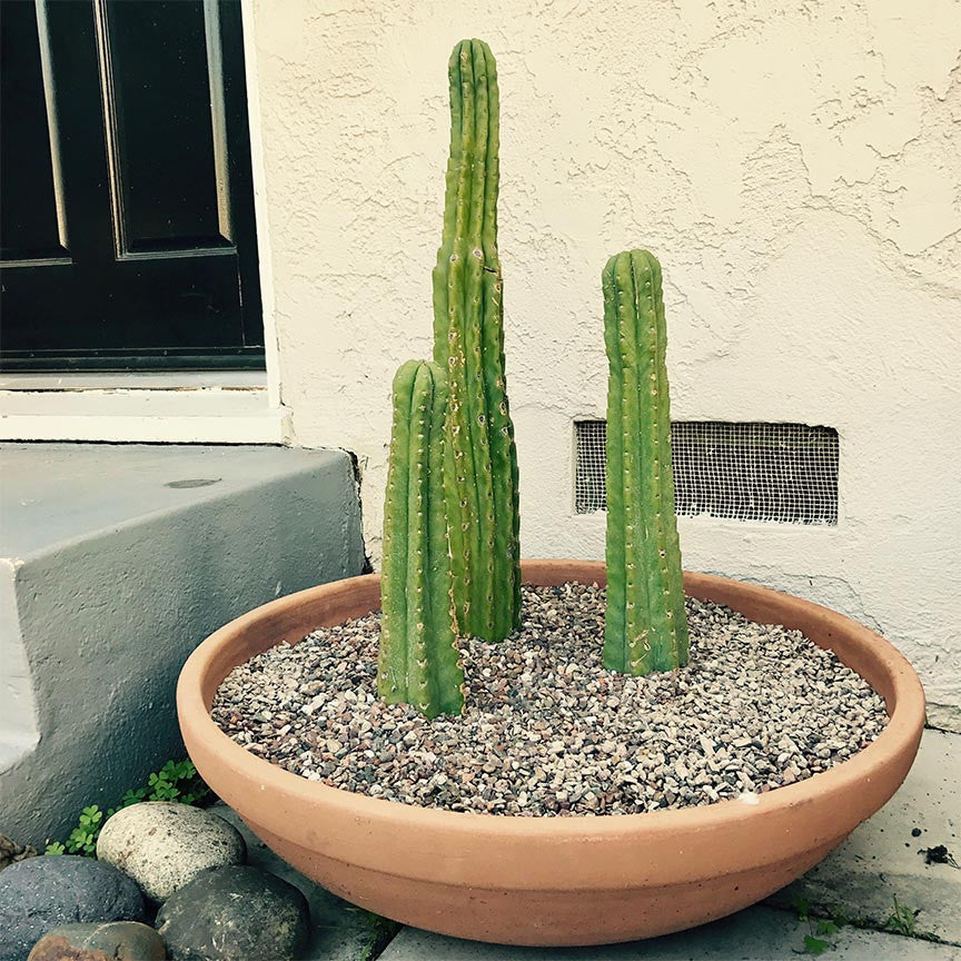 myrtillocactus geometrizans and terracotta