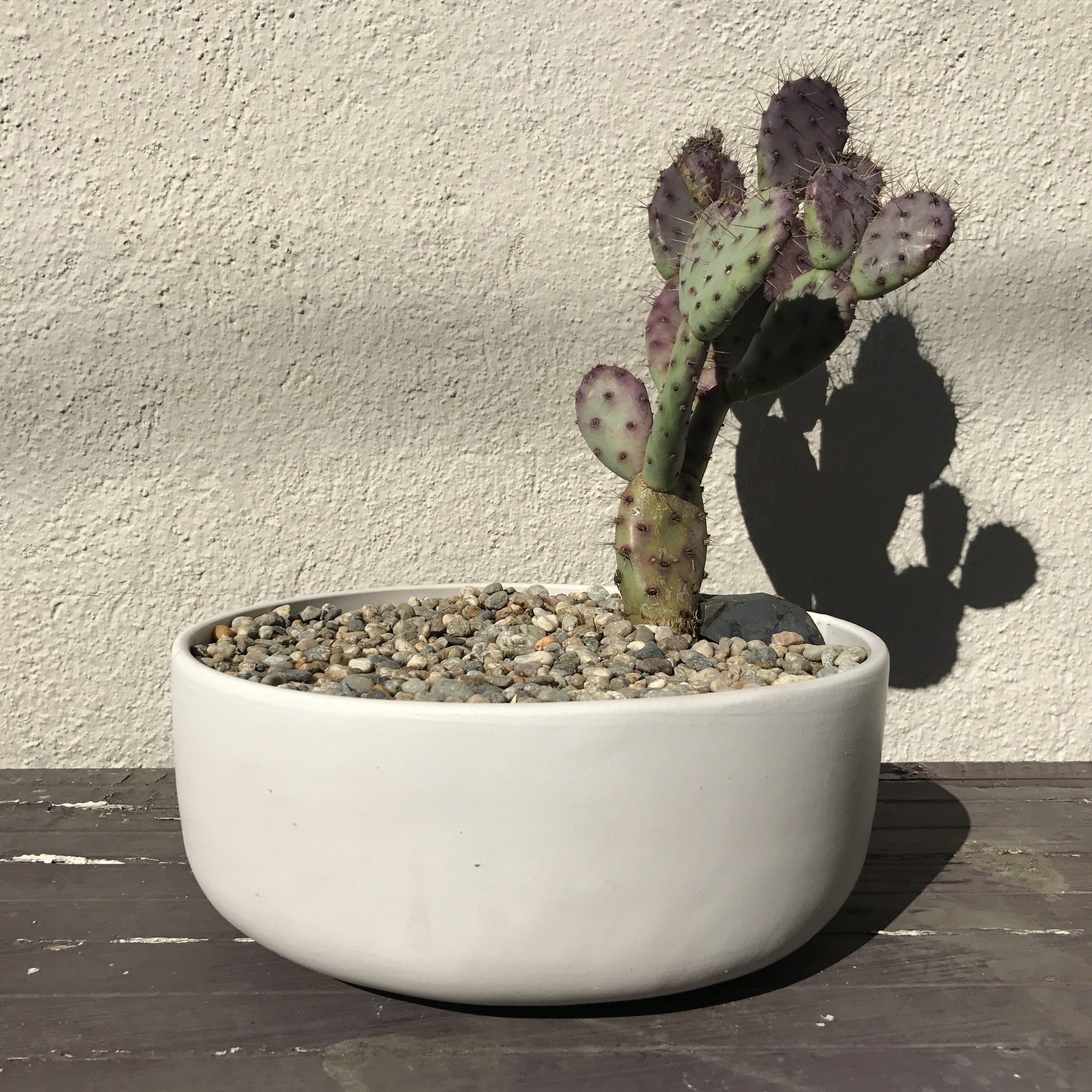 Opuntia Baby Rita