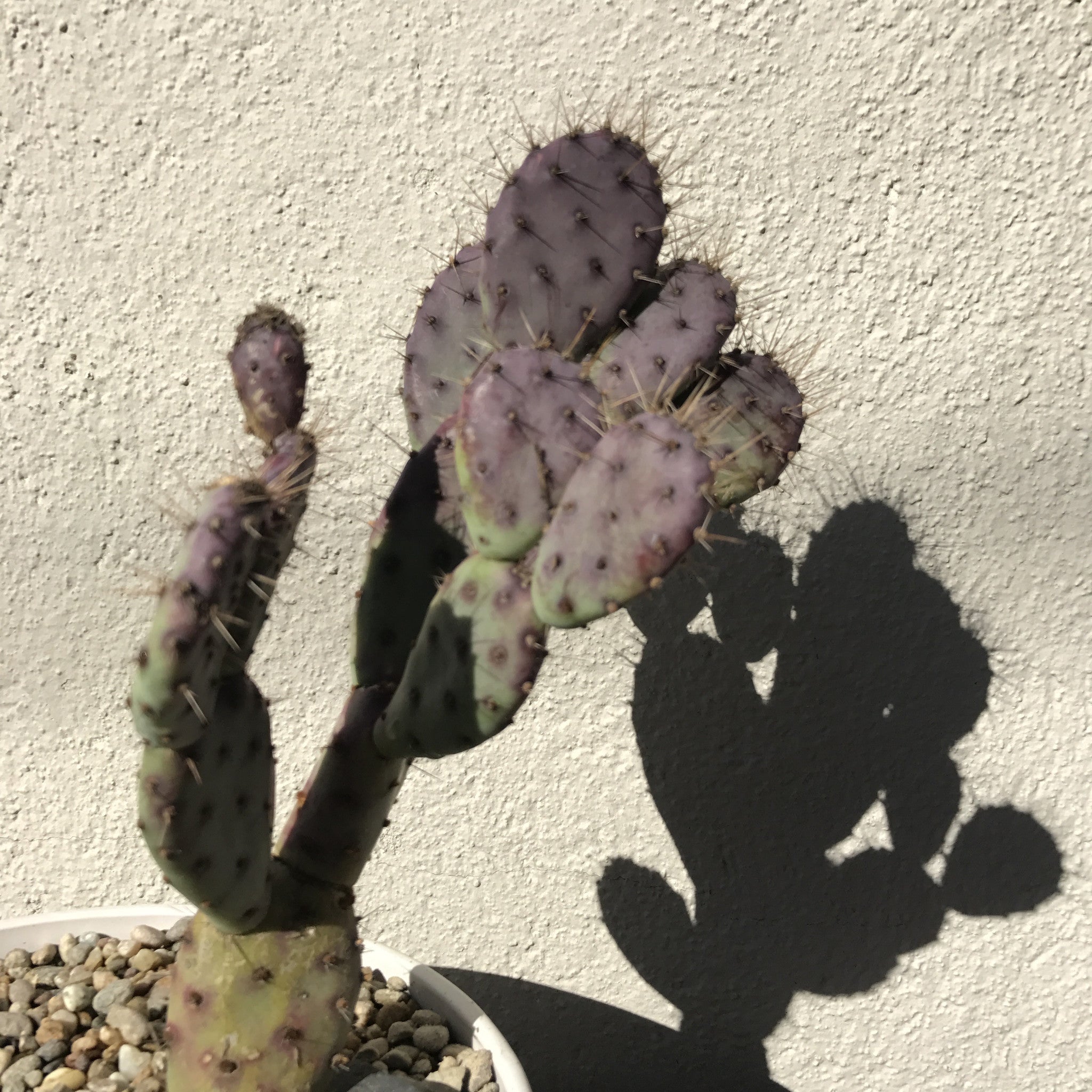 Opuntia Baby Rita
