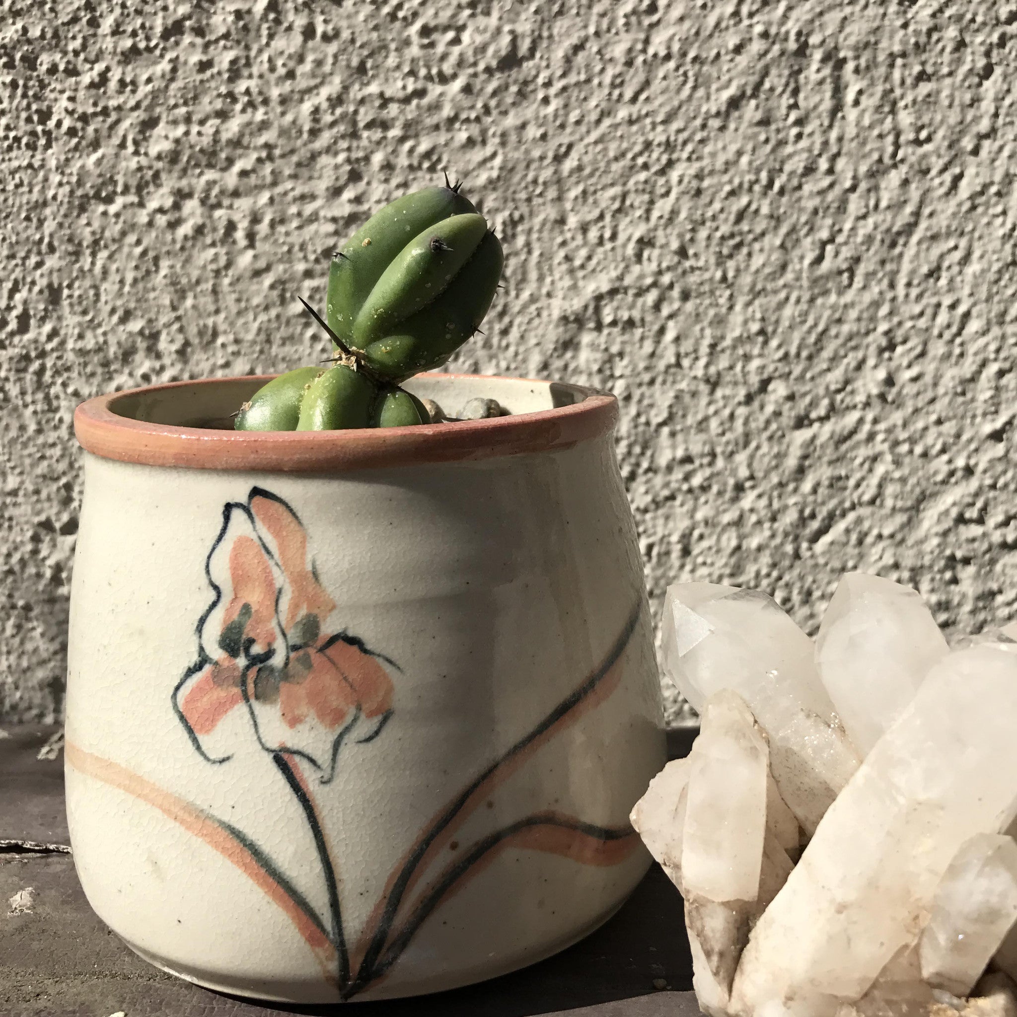 the smallest myrtillocactus geometrizans in a pretty little pot