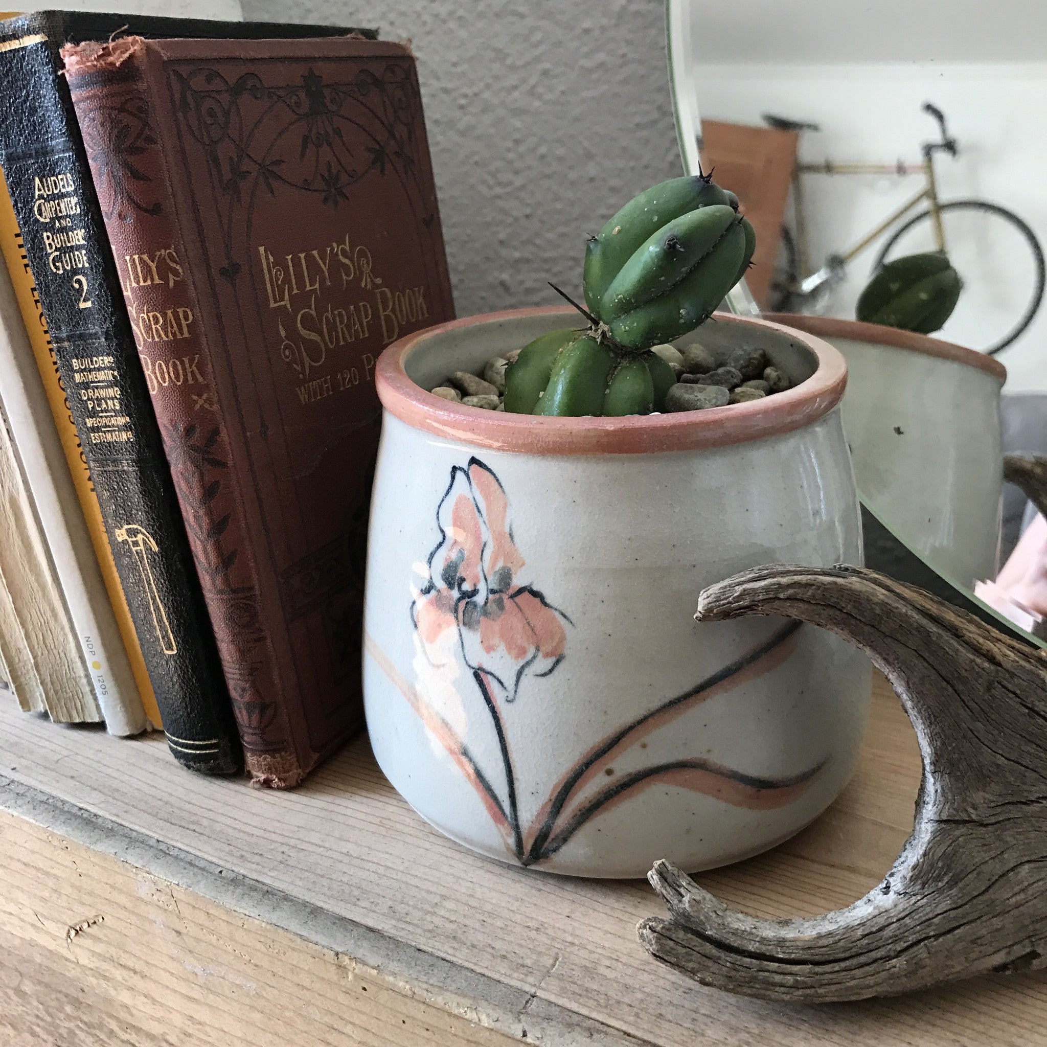 the smallest myrtillocactus geometrizans in a pretty little pot