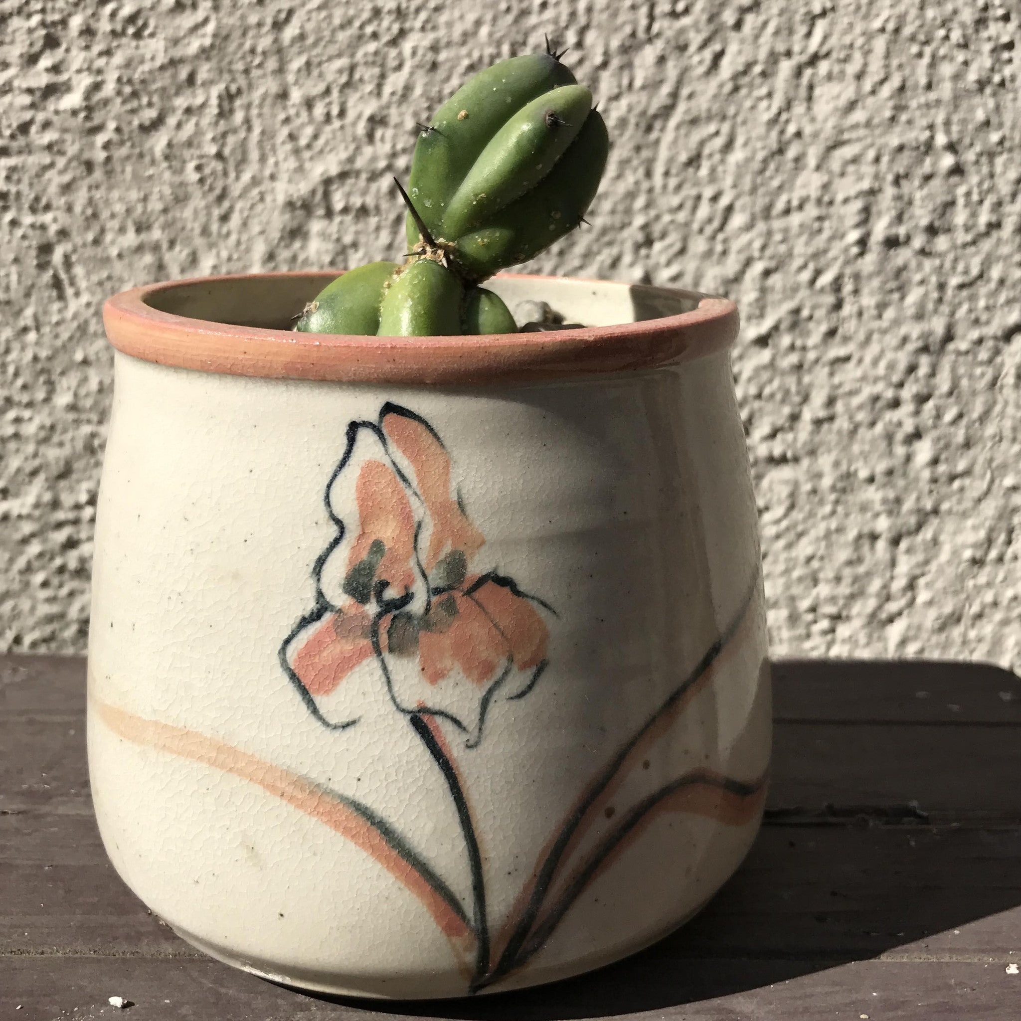 the smallest myrtillocactus geometrizans in a pretty little pot