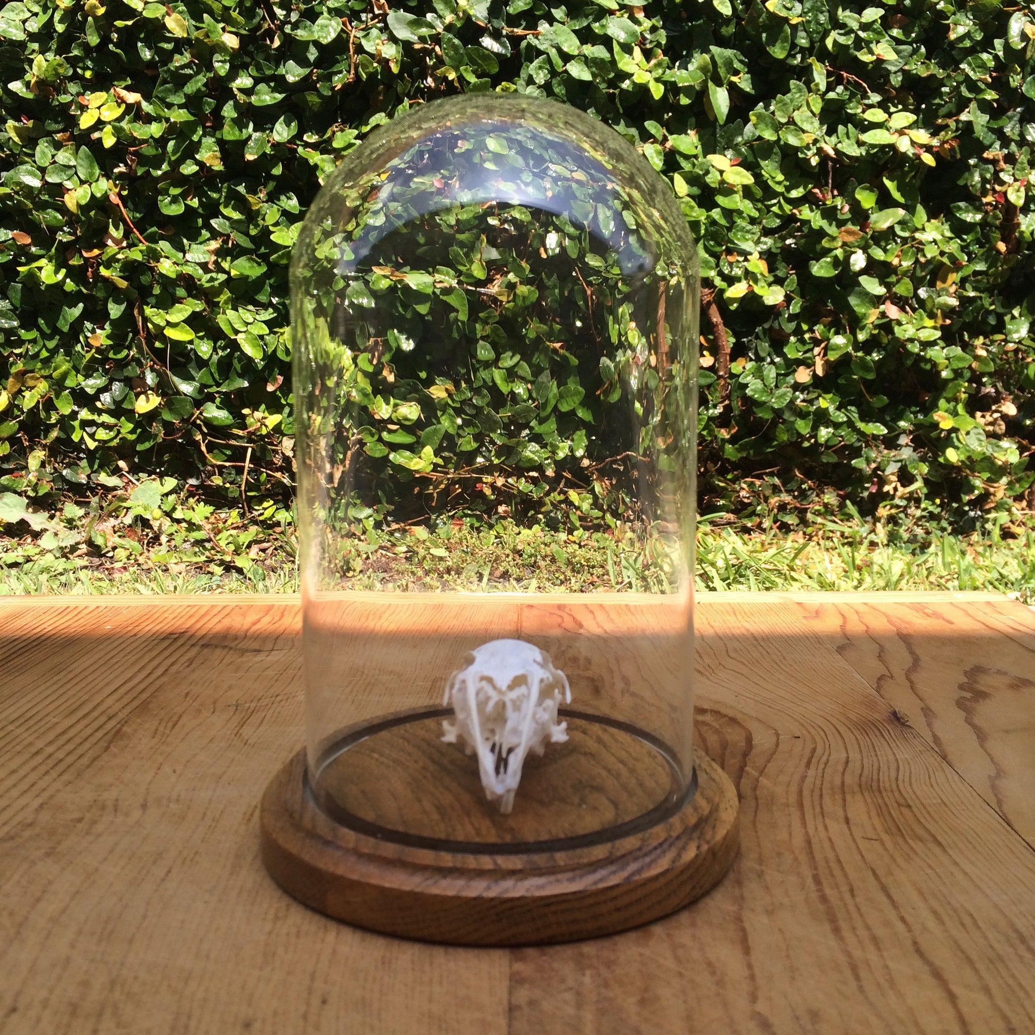 skull under glass dome